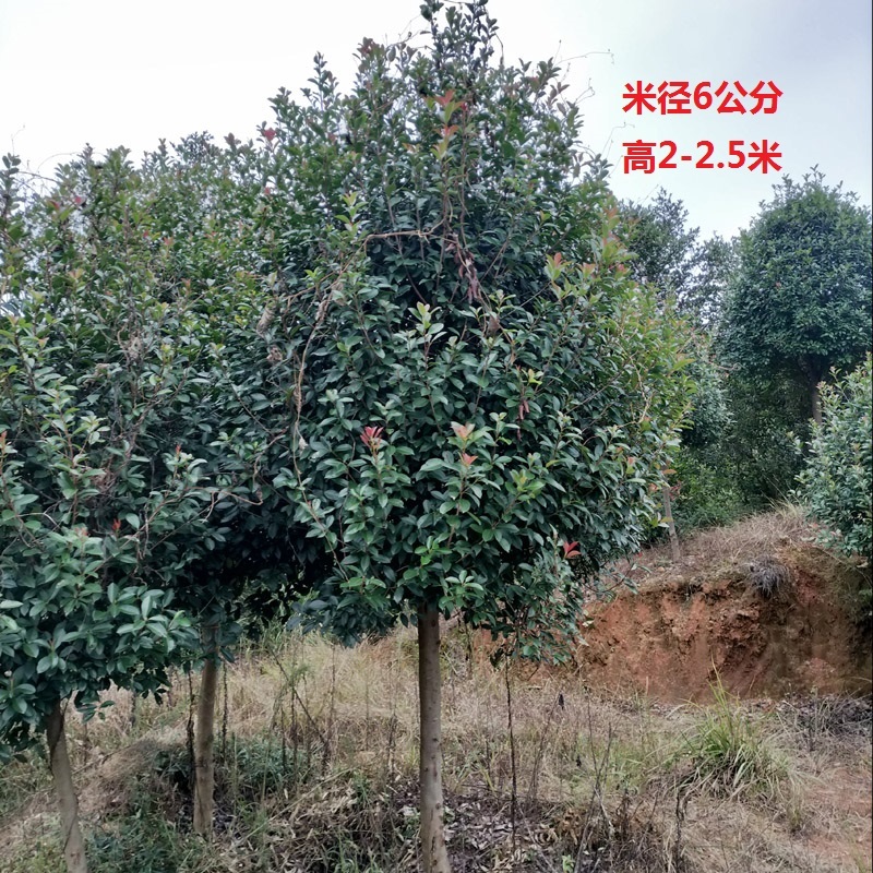 红叶石楠庭院花卉风景树花境植物绿化树苗木乔木行道树