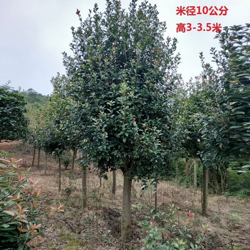 红叶石楠庭院花卉风景树花境植物绿化树苗木乔木行道树