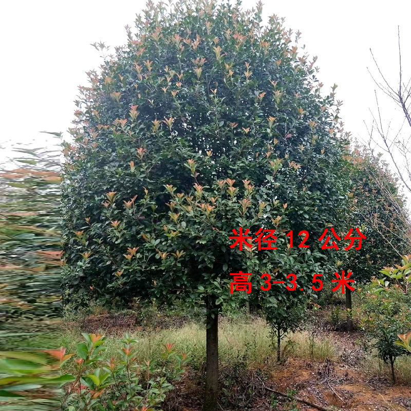 红叶石楠庭院花卉风景树花境植物绿化树苗木乔木行道树
