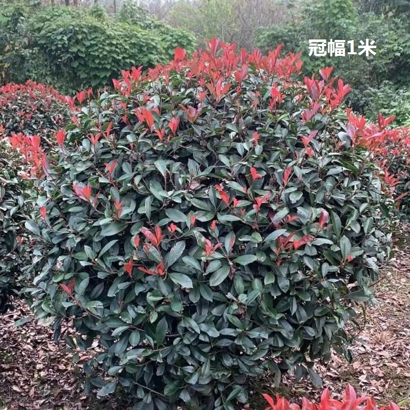 红叶石楠庭院花卉风景树花境植物绿化树苗木乔木行道树