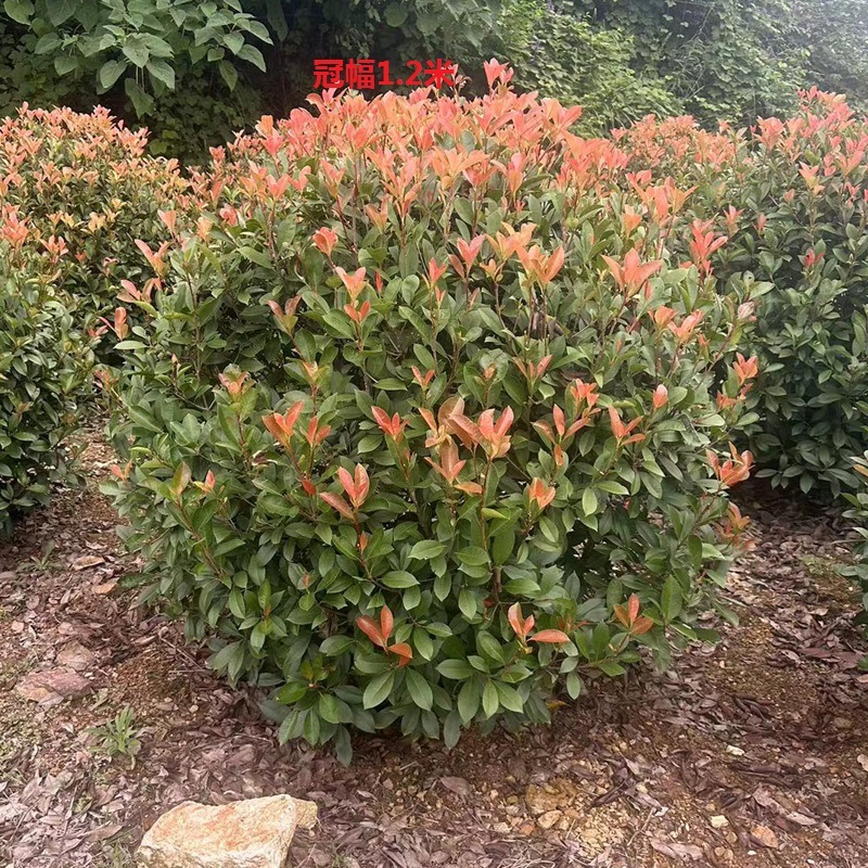红叶石楠庭院花卉风景树花境植物绿化树苗木乔木行道树