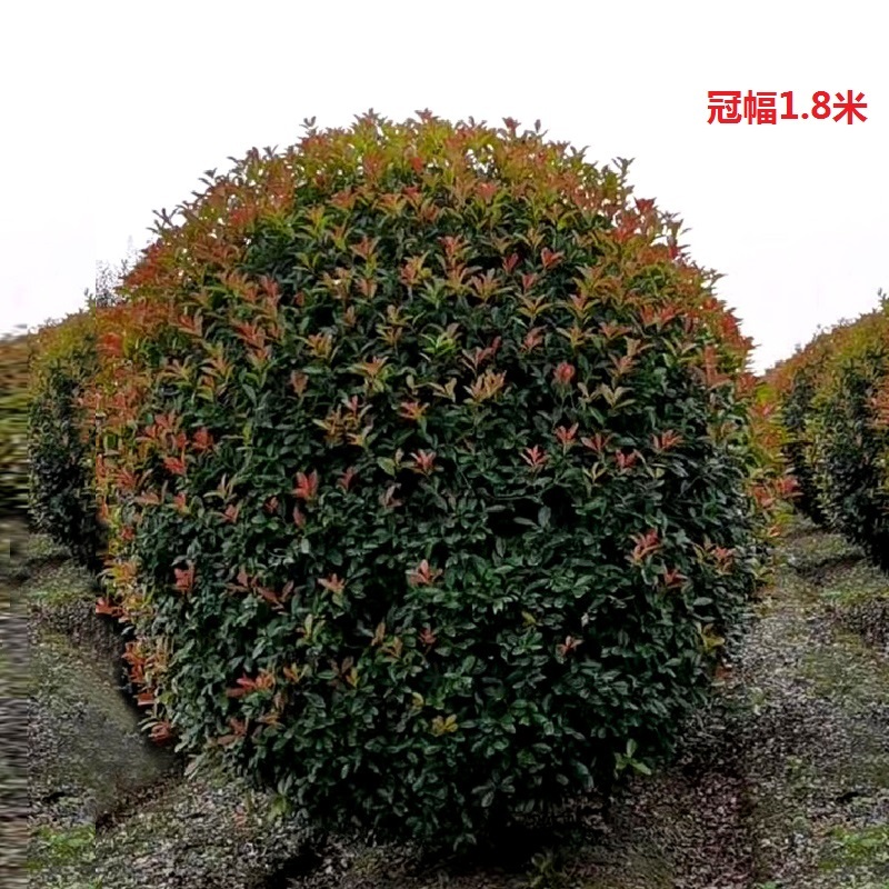 红叶石楠庭院花卉风景树花境植物绿化树苗木乔木行道树