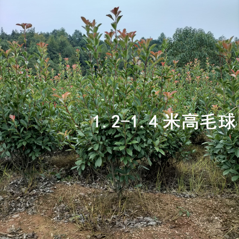 红叶石楠庭院花卉风景树花境植物绿化树苗木乔木行道树