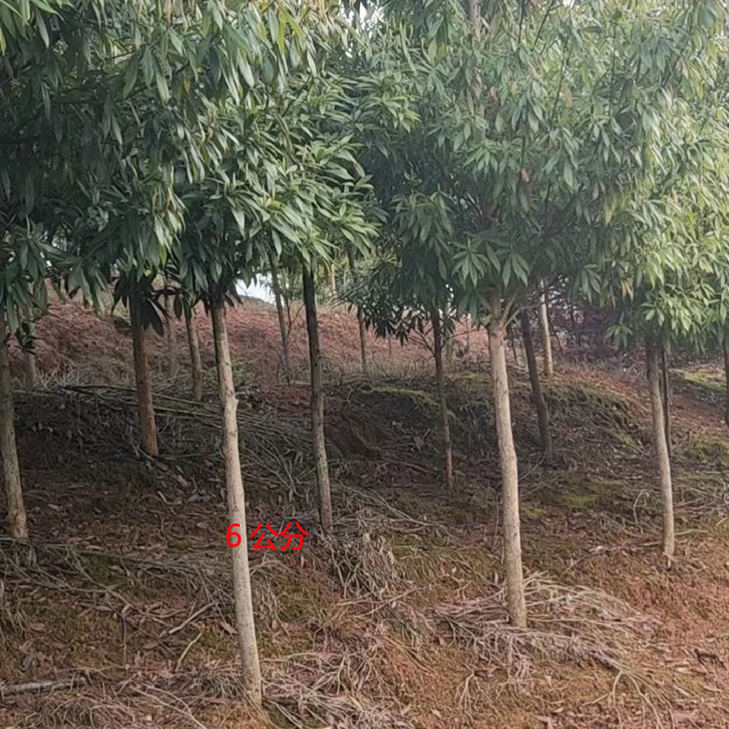 金丝楠木庭院花卉风景树花境植物绿化树苗木乔木行道树