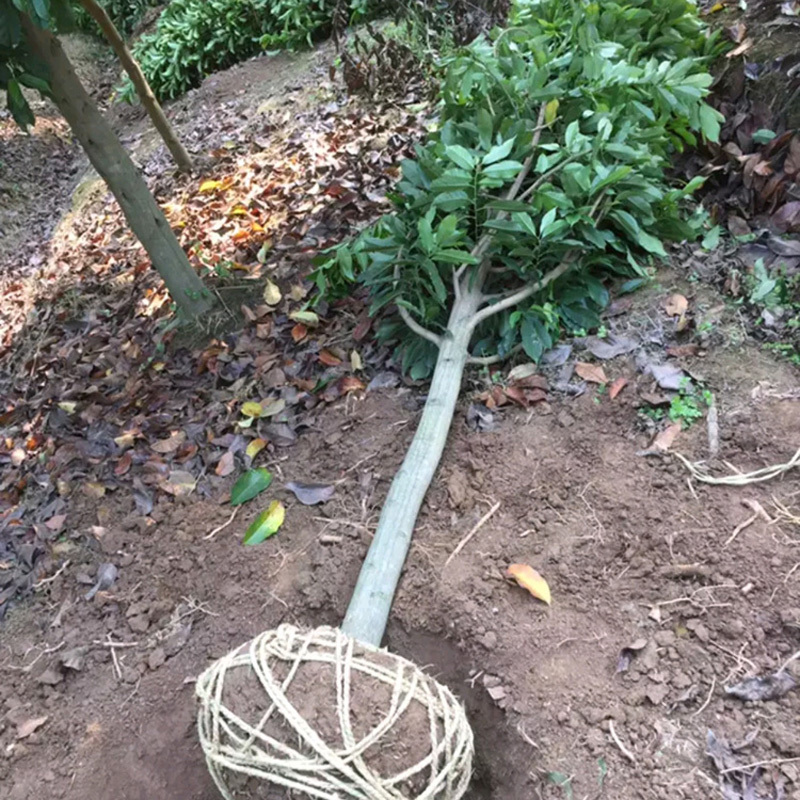 乐昌含笑庭院花卉风景树花境植物绿化树苗木乔木行道树
