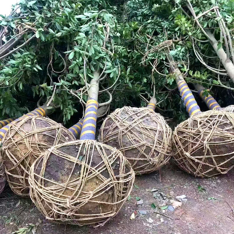 乐昌含笑庭院花卉风景树花境植物绿化树苗木乔木行道树