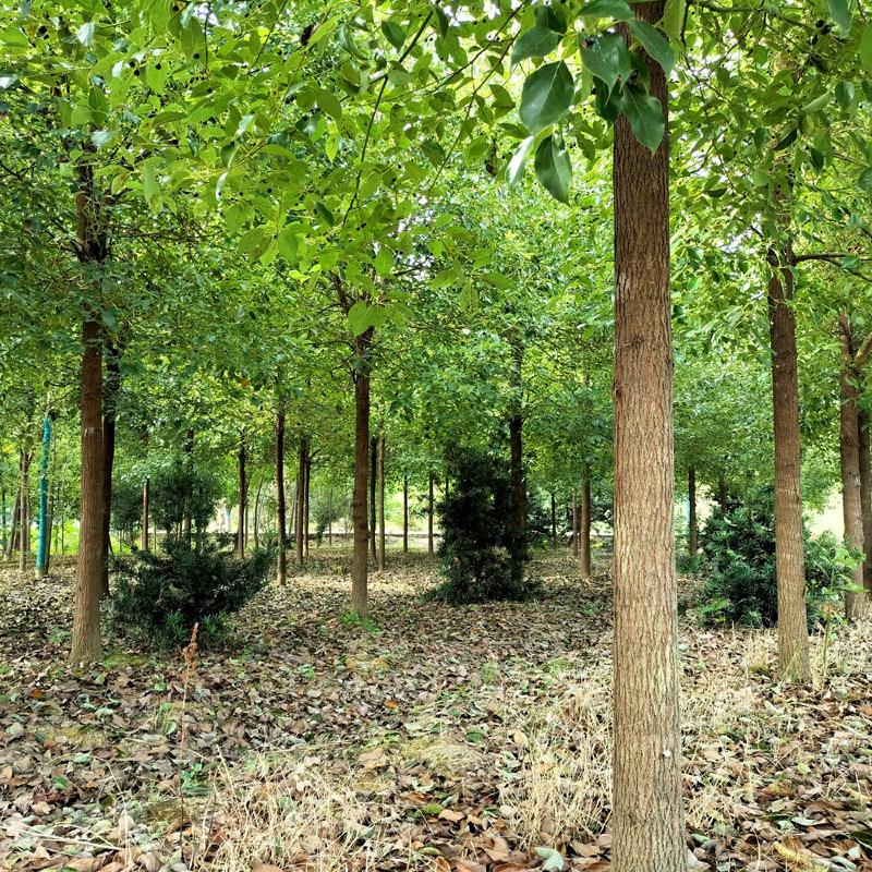 香樟庭院花卉风景树花境植物绿化树苗木乔木行道树