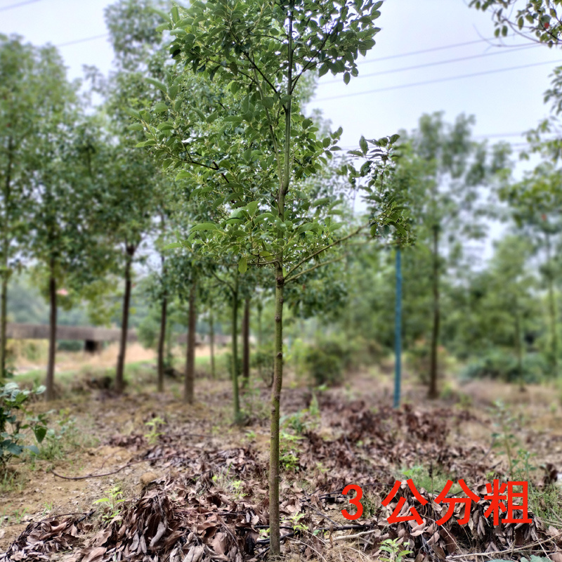 香樟庭院花卉风景树花境植物绿化树苗木乔木行道树