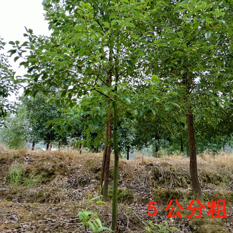 香樟庭院花卉风景树花境植物绿化树苗木乔木行道树