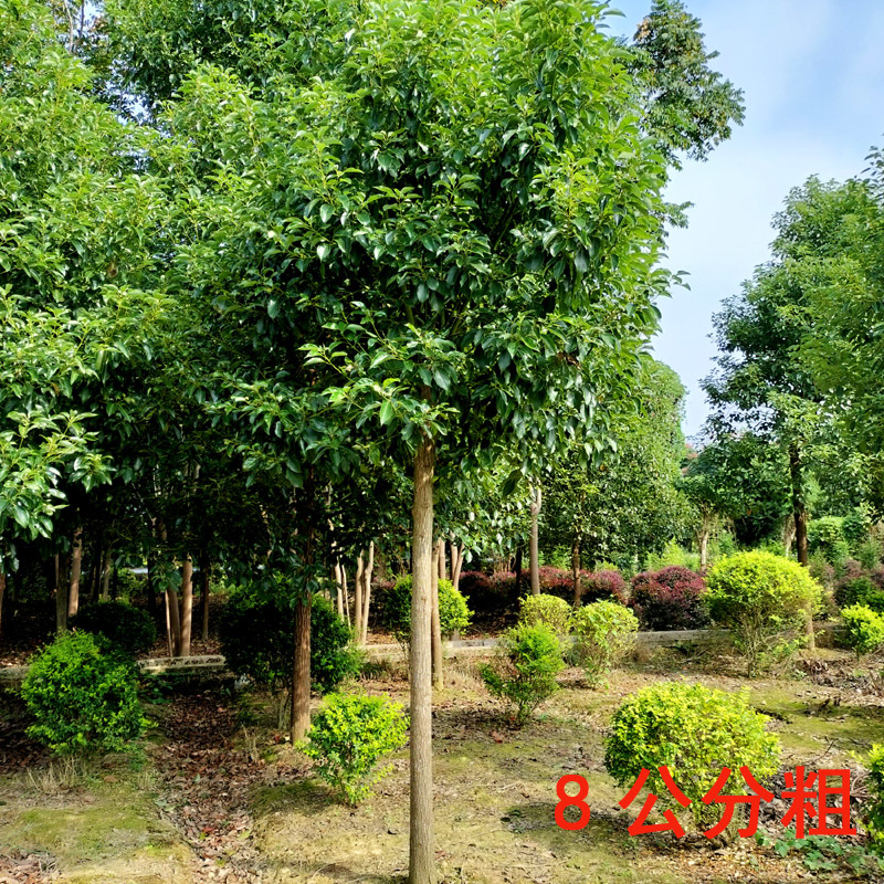 香樟庭院花卉风景树花境植物绿化树苗木乔木行道树