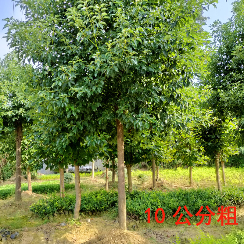 香樟庭院花卉风景树花境植物绿化树苗木乔木行道树