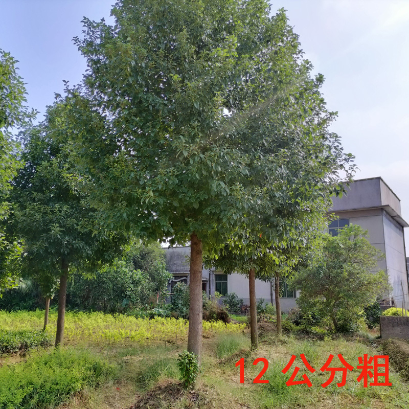 香樟庭院花卉风景树花境植物绿化树苗木乔木行道树
