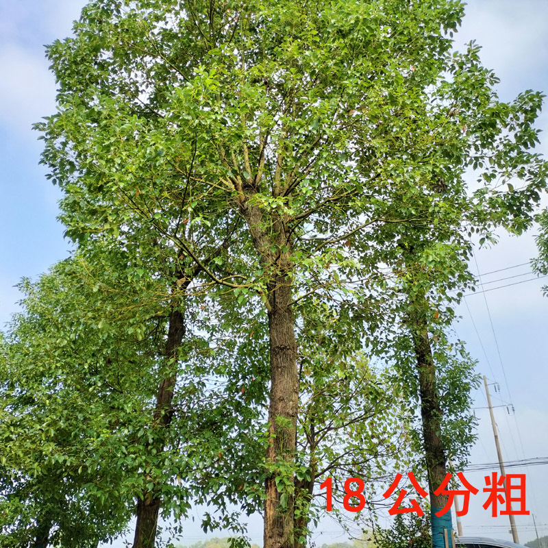 香樟庭院花卉风景树花境植物绿化树苗木乔木行道树
