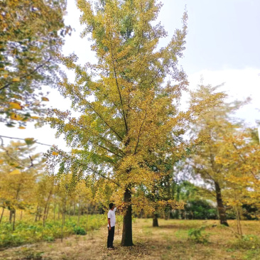银杏庭院花卉风景树花境植物绿化树苗木乔木行道树