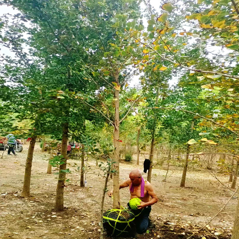 银杏庭院花卉风景树花境植物绿化树苗木乔木行道树