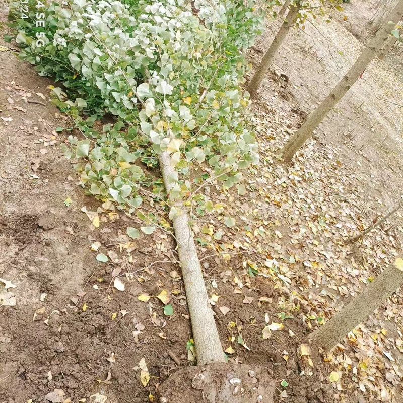 银杏庭院花卉风景树花境植物绿化树苗木乔木行道树