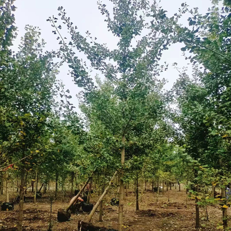 银杏庭院花卉风景树花境植物绿化树苗木乔木行道树