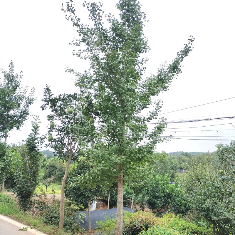 银杏庭院花卉风景树花境植物绿化树苗木乔木行道树