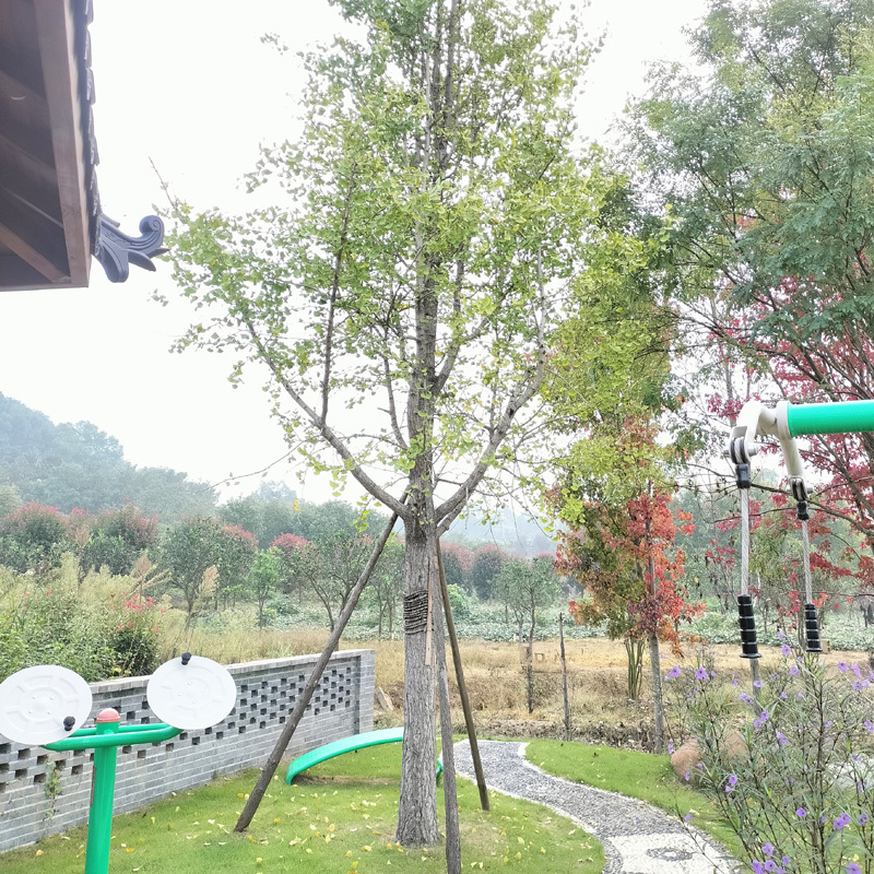 银杏庭院花卉风景树花境植物绿化树苗木乔木行道树