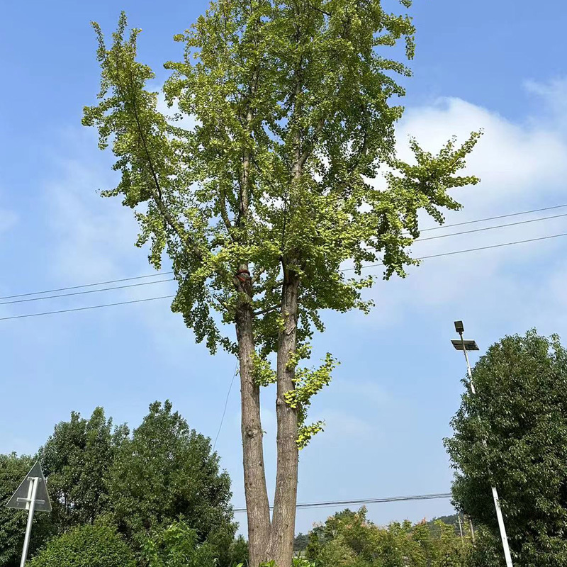 银杏庭院花卉风景树花境植物绿化树苗木乔木行道树