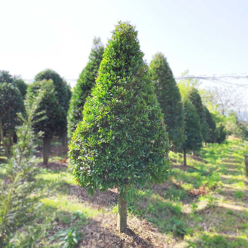 竹柏庭院花卉风景树花境植物绿化树苗木乔木行道树