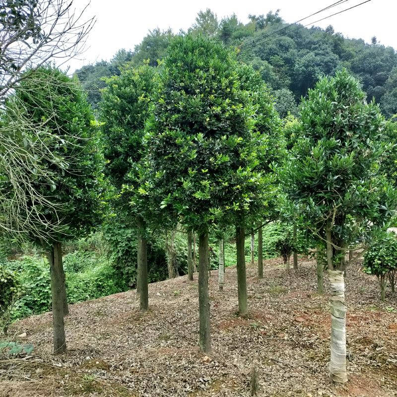 竹柏庭院花卉风景树花境植物绿化树苗木乔木行道树