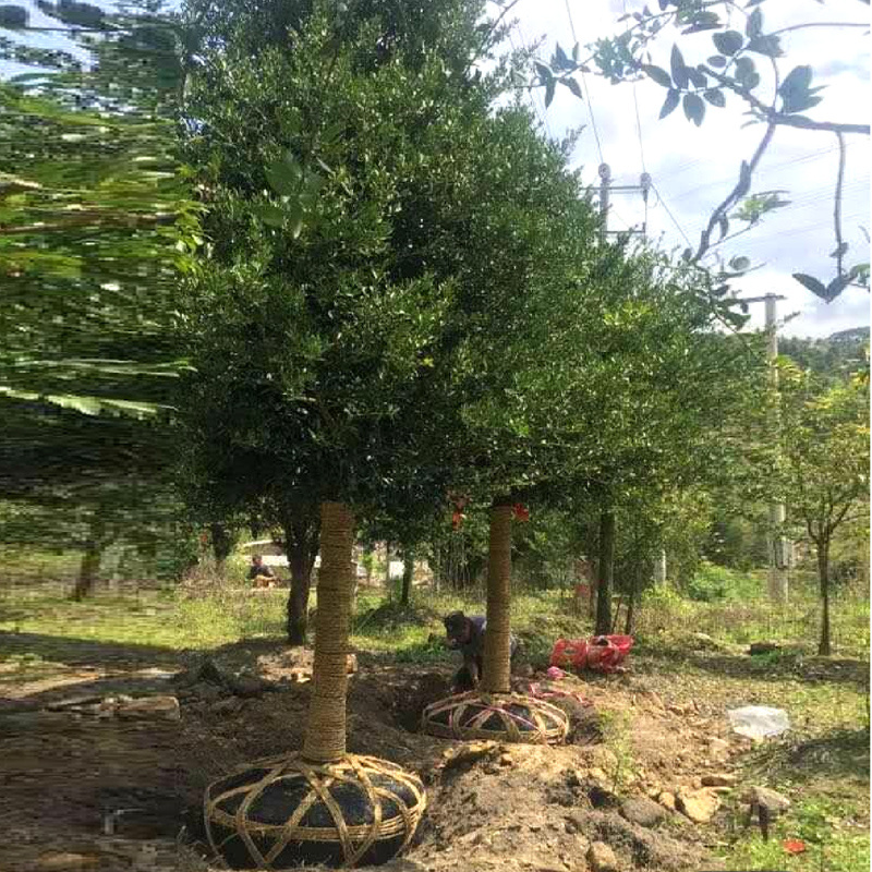 竹柏庭院花卉风景树花境植物绿化树苗木乔木行道树