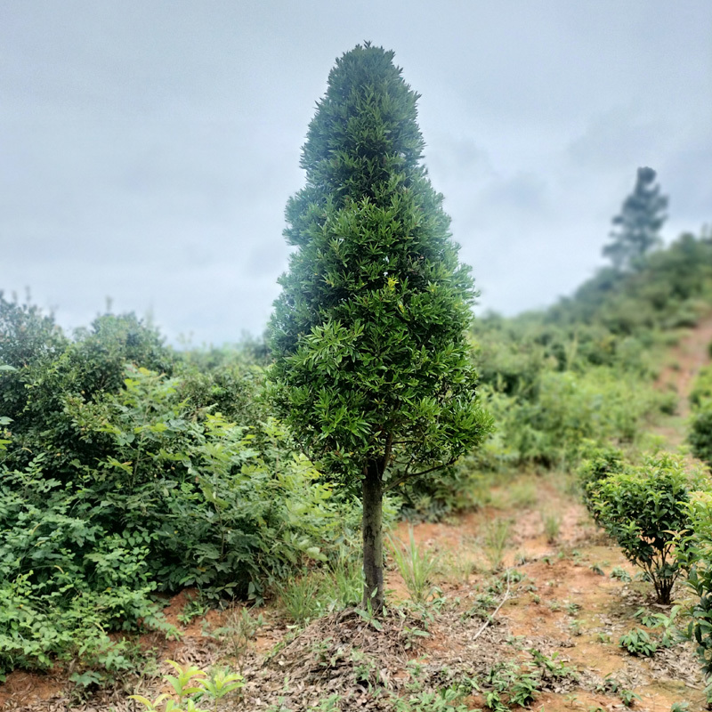 竹柏庭院花卉风景树花境植物绿化树苗木乔木行道树