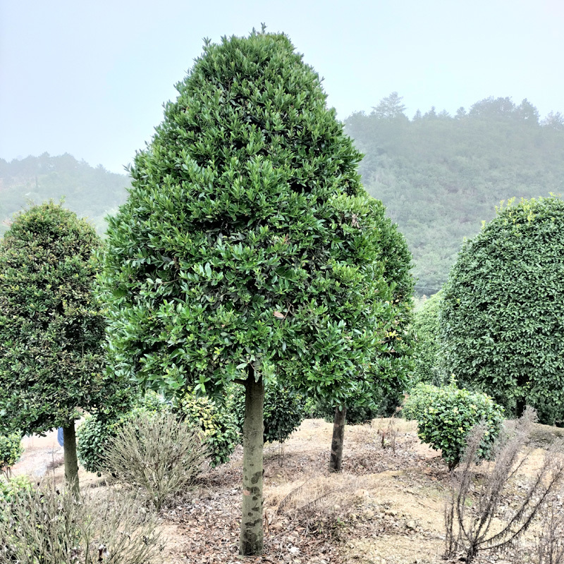 竹柏庭院花卉风景树花境植物绿化树苗木乔木行道树