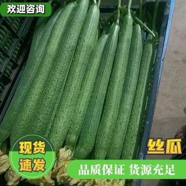 精品鲜花长条丝瓜大量现货供应欢迎采购