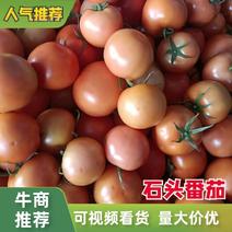 云南石头番茄西红柿货源充足全国发货欢迎致电订购