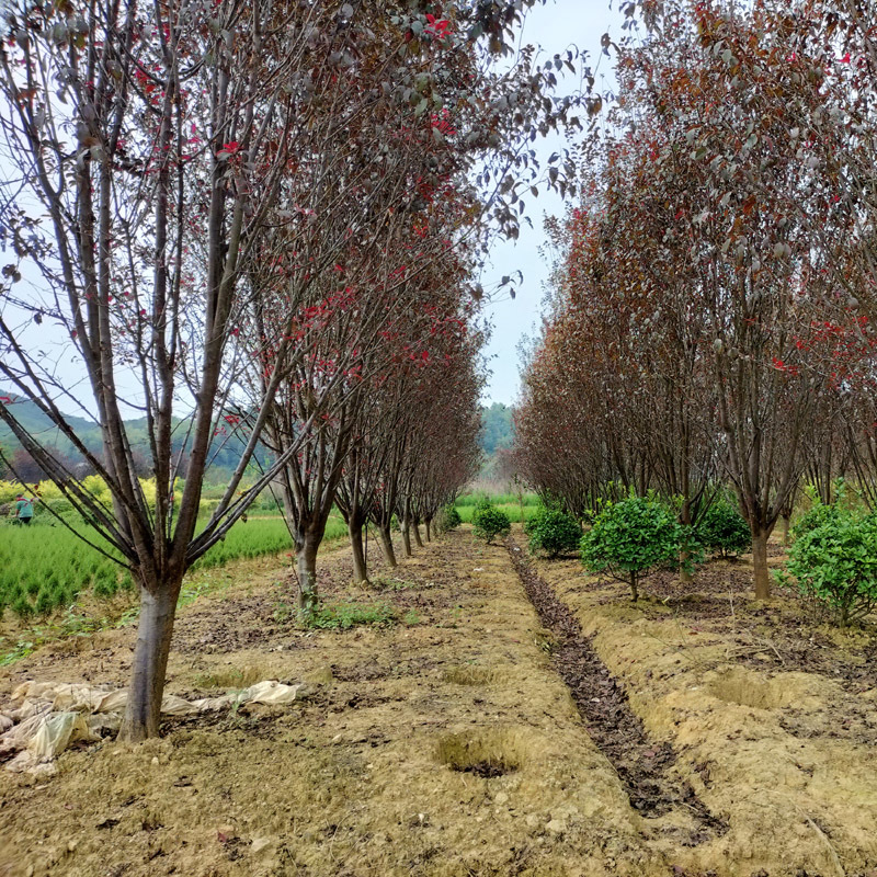 紫叶李庭院花卉风景树花境植物绿化树苗木