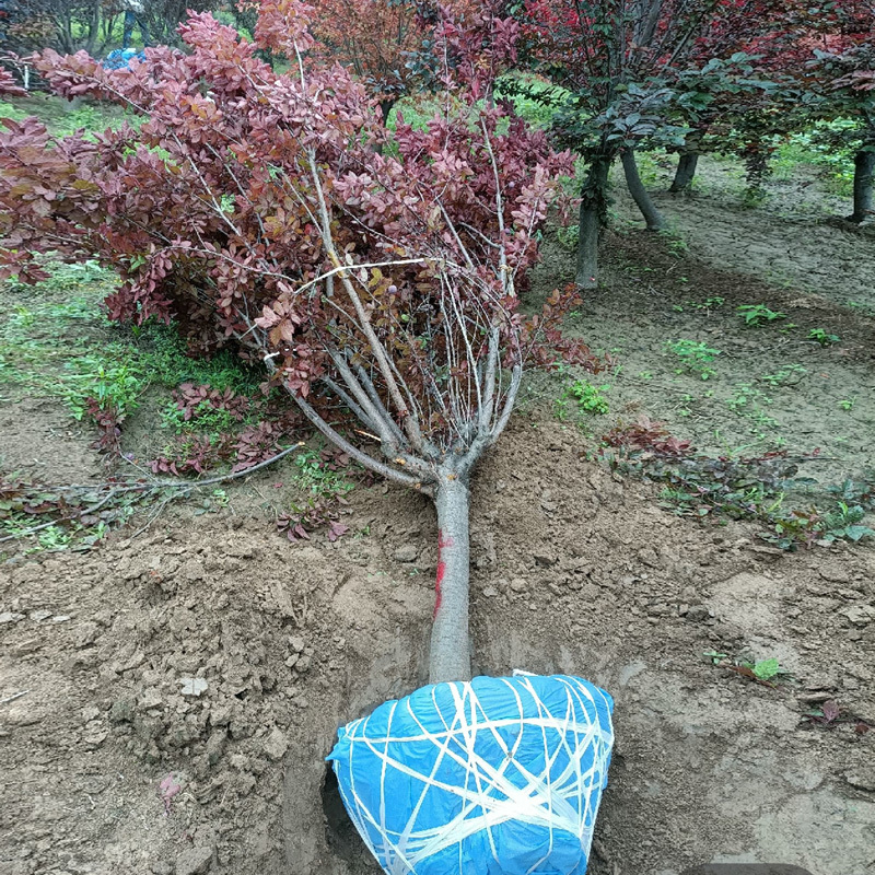 紫叶李庭院花卉风景树花境植物绿化树苗木