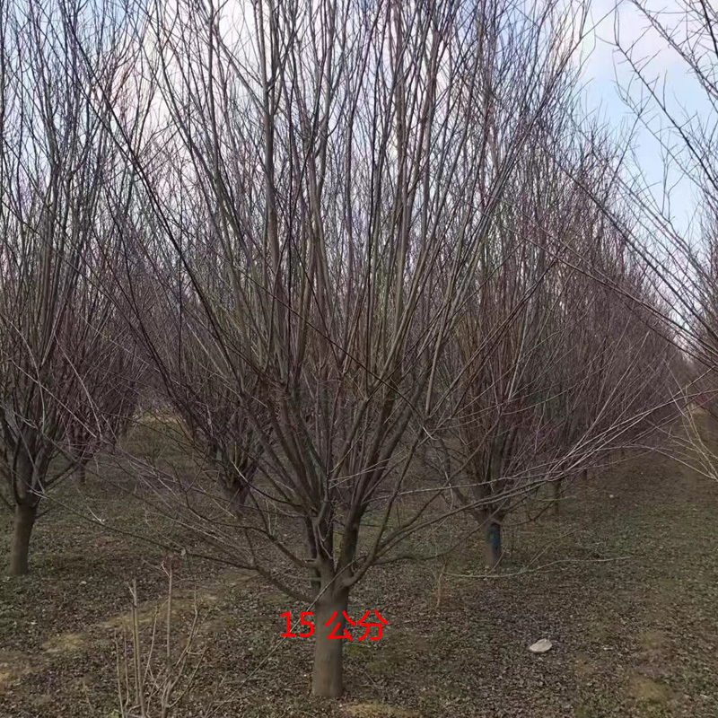 紫叶李庭院花卉风景树花境植物绿化树苗木