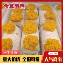 湖南长沙金耳菌，干品，鲜品，金耳菌包，厂家直供货源充足