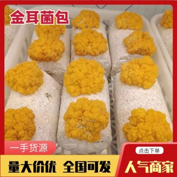 湖南长沙金耳菌，干品，鲜品，金耳菌包，厂家直供货源充足