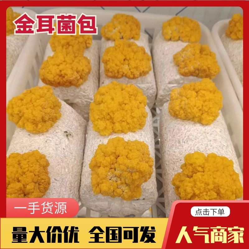 湖南长沙金耳菌，干品，鲜品，金耳菌包，厂家直供货源充足