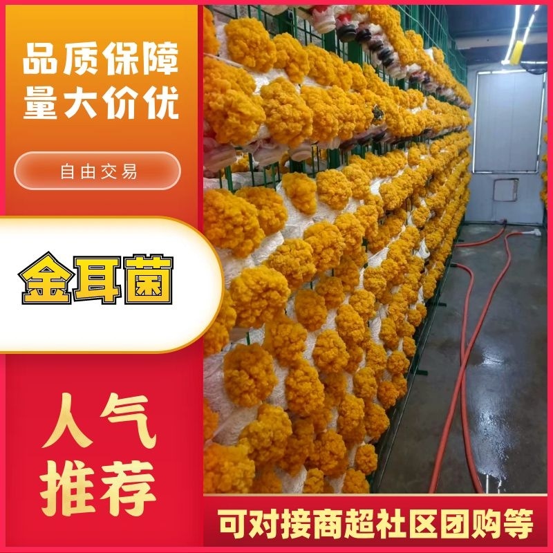湖南长沙金耳菌，干品，鲜品，金耳菌包，厂家直供货源充足