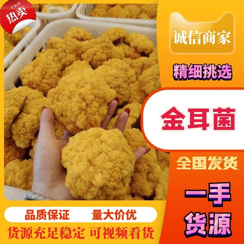 湖南长沙金耳菌，干品，鲜品，金耳菌包，厂家直供货源充足