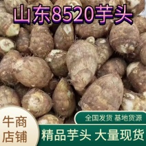 【优质】山东8520芋头全国可发货价格质量欢迎咨询