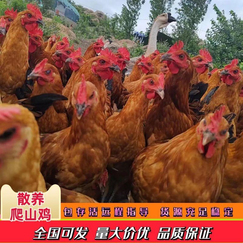 山东散养爬山鸡四到五个月跑山鸡自家养殖欢迎咨询
