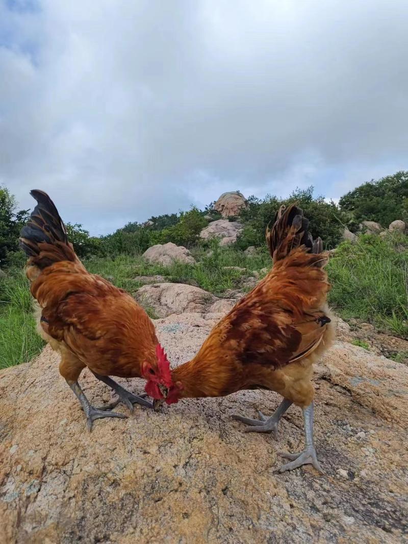 山东散养爬山鸡四到五个月跑山鸡自家养殖欢迎咨询