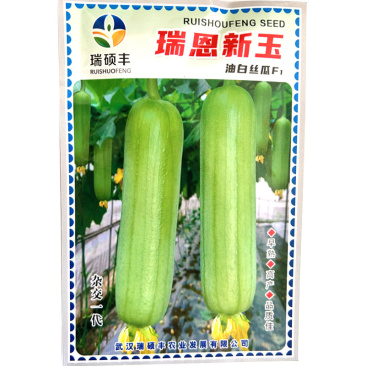 油白丝瓜种子油亮中熟连续坐果果肉紧实基地品种