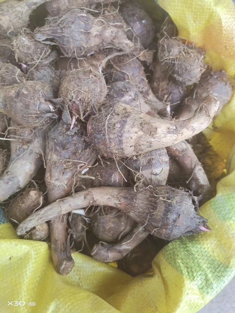 广西荔浦市精选优质荔浦芋头现切现发真空包装品质保证