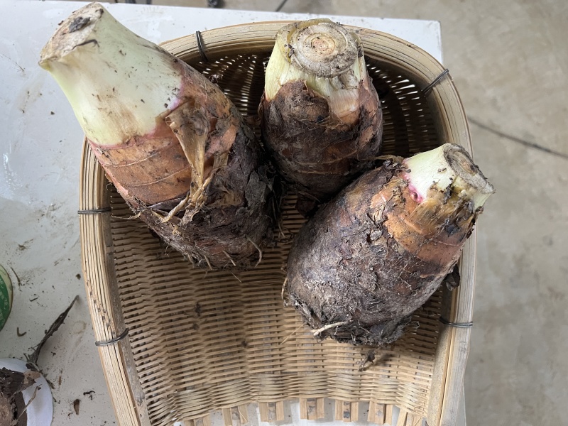 广西荔浦市精选优质荔浦芋头现切现发真空包装品质保证