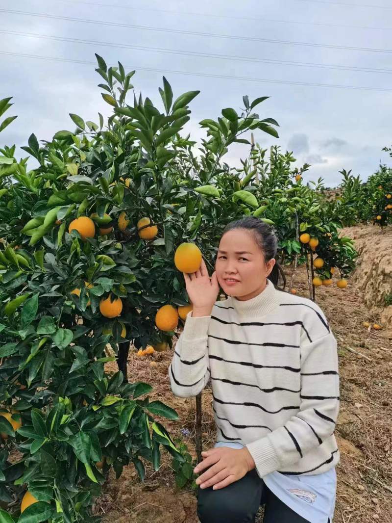 正宗江西赣南新鲜脐橙10斤橙子当季水果鲜摘现发一件包邮