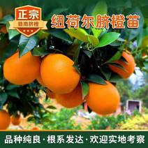 赣南脐橙苗好养耐活带盆带土发货多规格基地直供品质保证