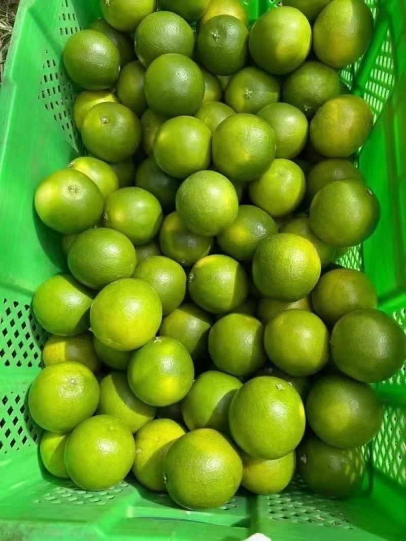 【热卖】云南精品冰糖橙大量上市保质口感好甜度高欢迎