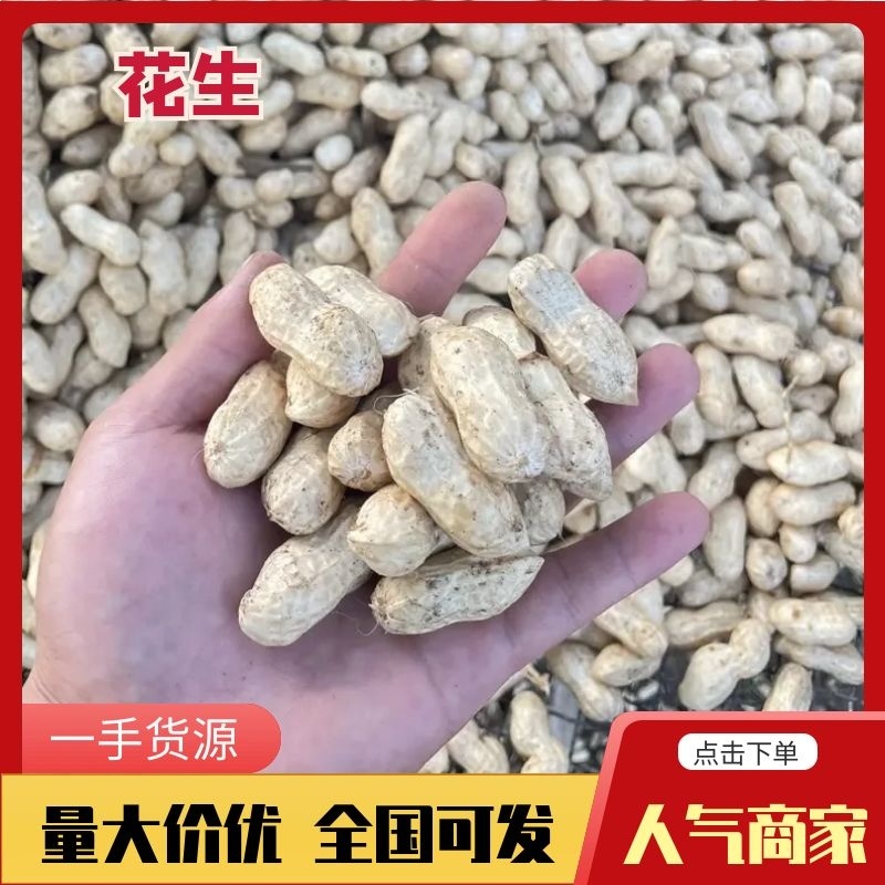 白沙花生9616东北白沙品种，品种有9616，308