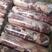 【羔羊纯干肉卷】羊肉卷品种纯正质量保证欢迎咨询